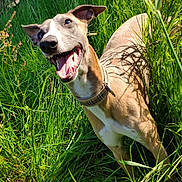 Pixel participe au concours pour gagner de l'argent avec cette photo : animal, canine, collar, daylight, dog, ears, field, grass, greenery, happy, joyful, nature, outdoor, pet, playful, shadow, smiling, summer, sunlight, tongue