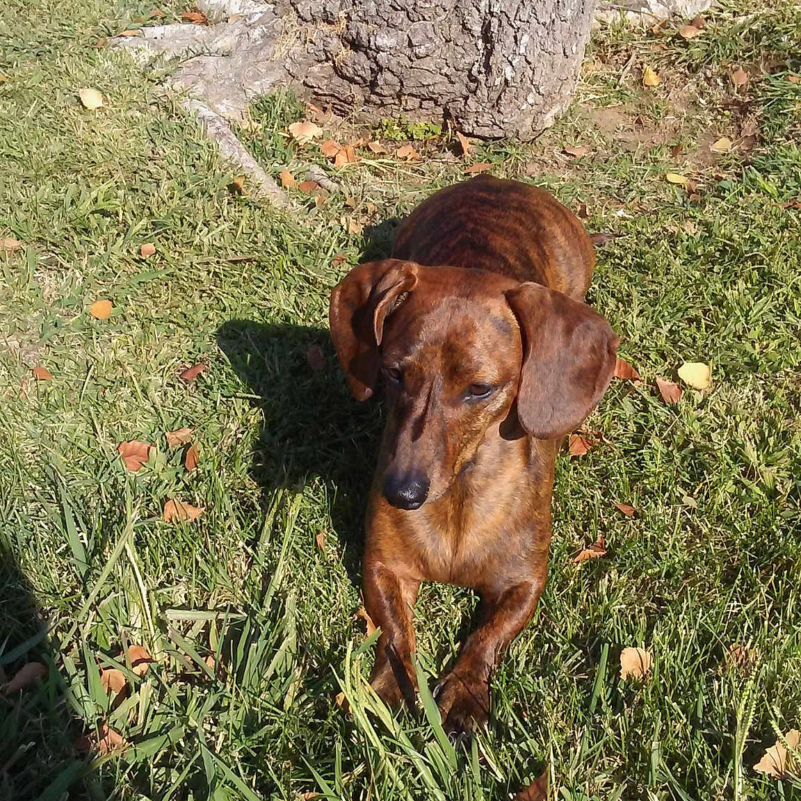 Pops joined the competition — help win amazing prizes! alpine_dachsbracke, canidae, carnivore, companion_dog, dog, dog_breed, fawn, grass, liver, mammal, sporting_group, vizsla