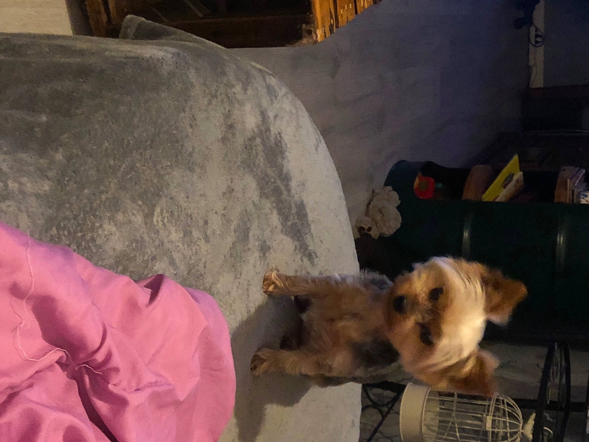 Perle a rejoint le concours — aidez-le/la à gagner de superbes lots ! canidae, carnivore, comfort, companion_dog, dog, dog_breed, dog_supply, felidae, flooring, fur, non_sporting_group, paw, small_terrier, sporting_group, tail, terrier, toy_dog, wood, working_animal