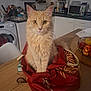 cat, ginger_cat, fluffy, pet, indoor, kitchen, table, bag, curious, animal, domestic, feline, orange_fur, sitting, household, appliance, fruit_basket, wooden_table, microwave, washing_machine