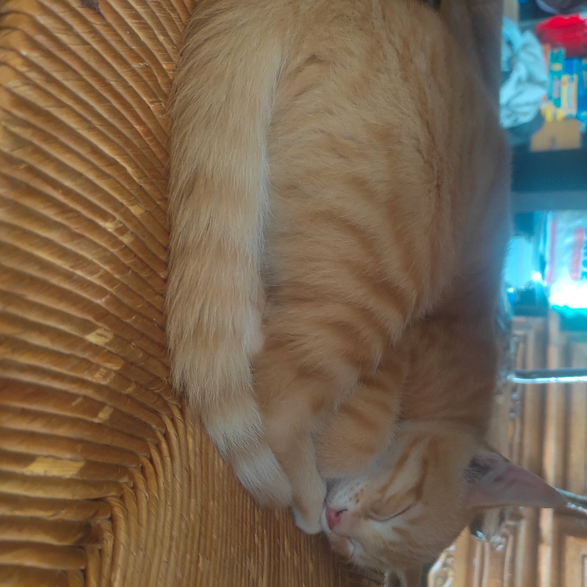 Swiffer participe au concours pour gagner de l'argent avec cette photo : carnivore, cat, claw, comfort, companion_dog, dog_breed, fawn, felidae, flooring, fur, hardwood, nap, paw, small_to_medium_sized_cats, snout, sporting_group, tail, terrestrial_animal, whiskers, wood