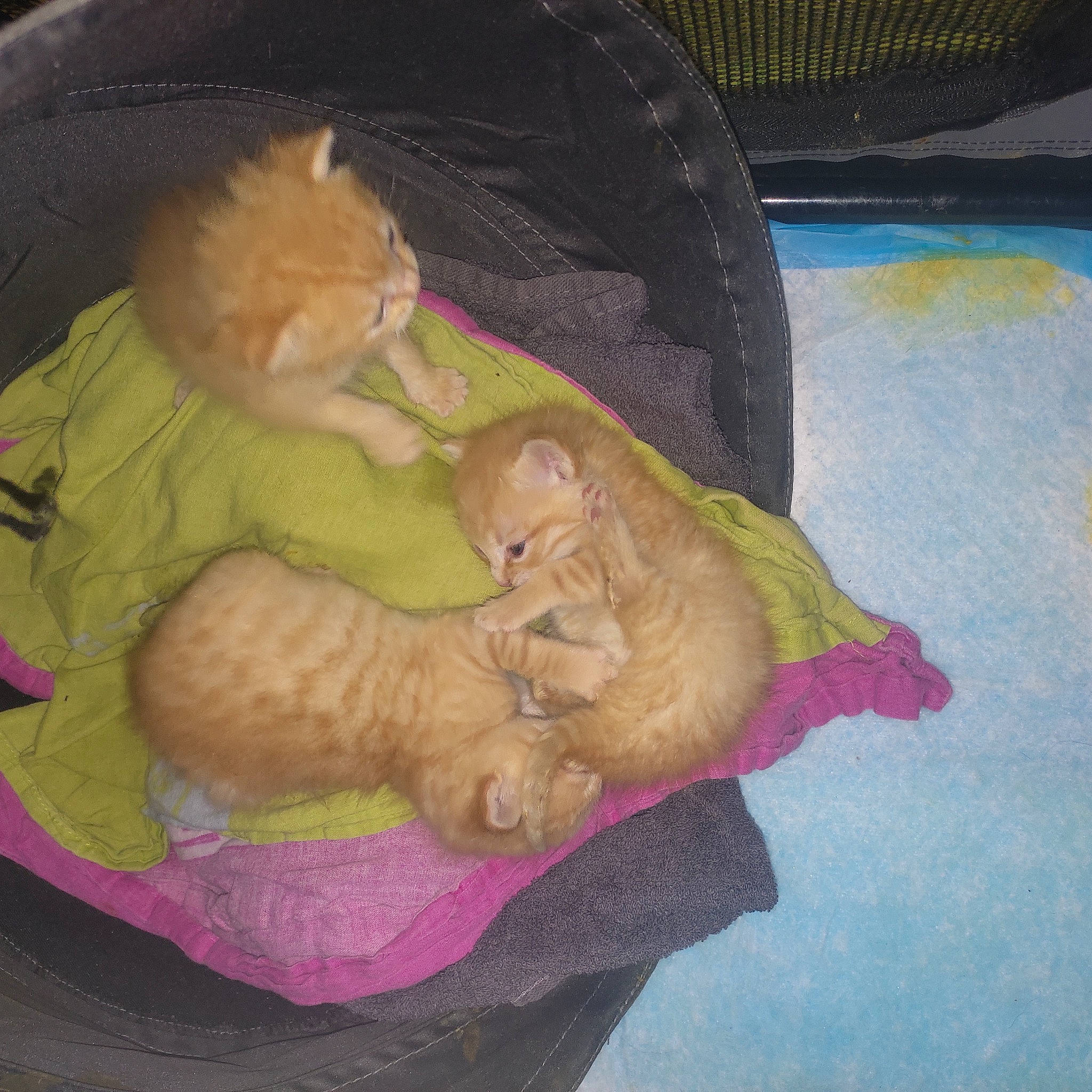 Swiffer participe au concours pour gagner de l'argent avec cette photo : art, bathing, carnivore, cat, child, comfort, companion_dog, dog_breed, domestic_short_haired_cat, fawn, felidae, fur, nap, sleep, small_to_medium_sized_cats, sporting_group, tail, toy, whiskers, wrinkle