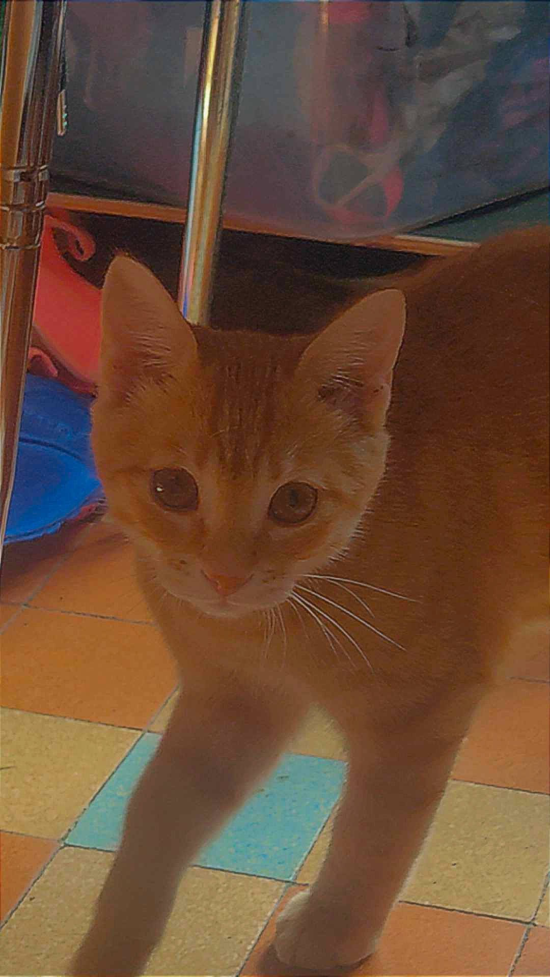 Swiffer participe au concours pour gagner de l'argent avec cette photo : carnivore, cat, domestic_short_haired_cat, eye, fawn, felidae, fur, hardwood, head, small_to_medium_sized_cats, snout, tail, terrestrial_animal, whiskers, wood