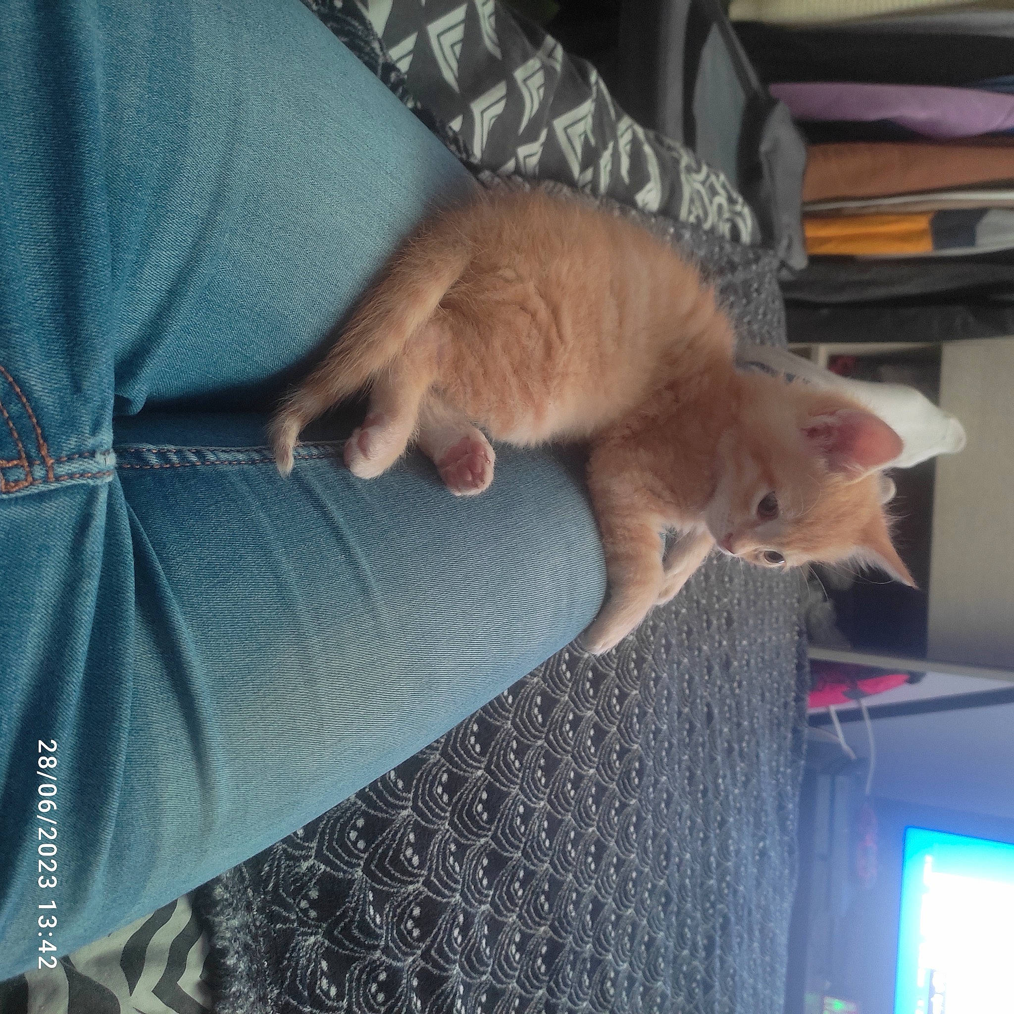 Swiffer participe au concours pour gagner de l'argent avec cette photo : carnivore, cat, comfort, couch, domestic_short_haired_cat, fawn, felidae, flooring, foot, fur, hardwood, human_leg, lap, paw, small_to_medium_sized_cats, tail, television, thigh, whiskers, wood