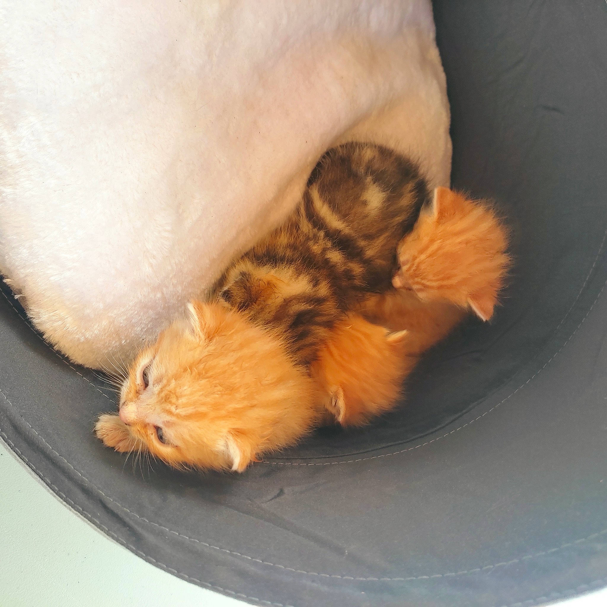 Swiffer a rejoint le concours — aidez-le/la à gagner de superbes lots ! canidae, carnivore, cat, claw, comfort, companion_dog, dog_breed, fawn, felidae, foot, fur, paw, small_to_medium_sized_cats, tail, whiskers, wood