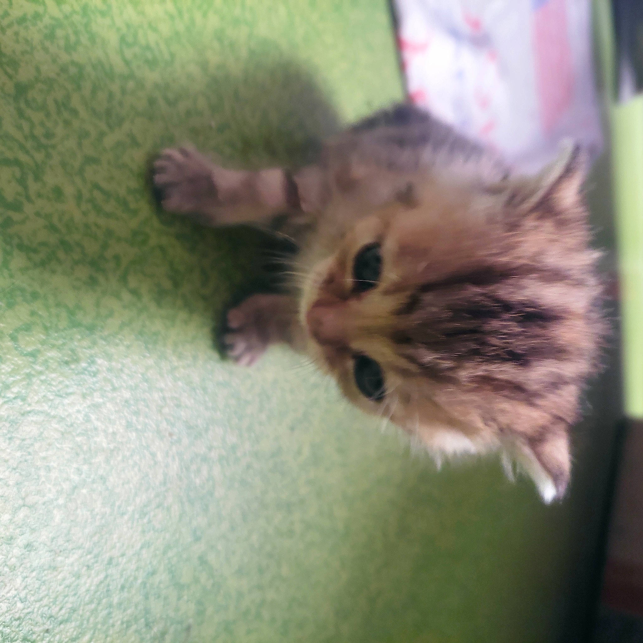 Shiva participe au concours pour gagner de l'argent avec cette photo : carnivore, cat, claw, domestic_short_haired_cat, ear, fawn, felidae, flooring, fur, paw, plant, small_to_medium_sized_cats, snout, tail, whiskers