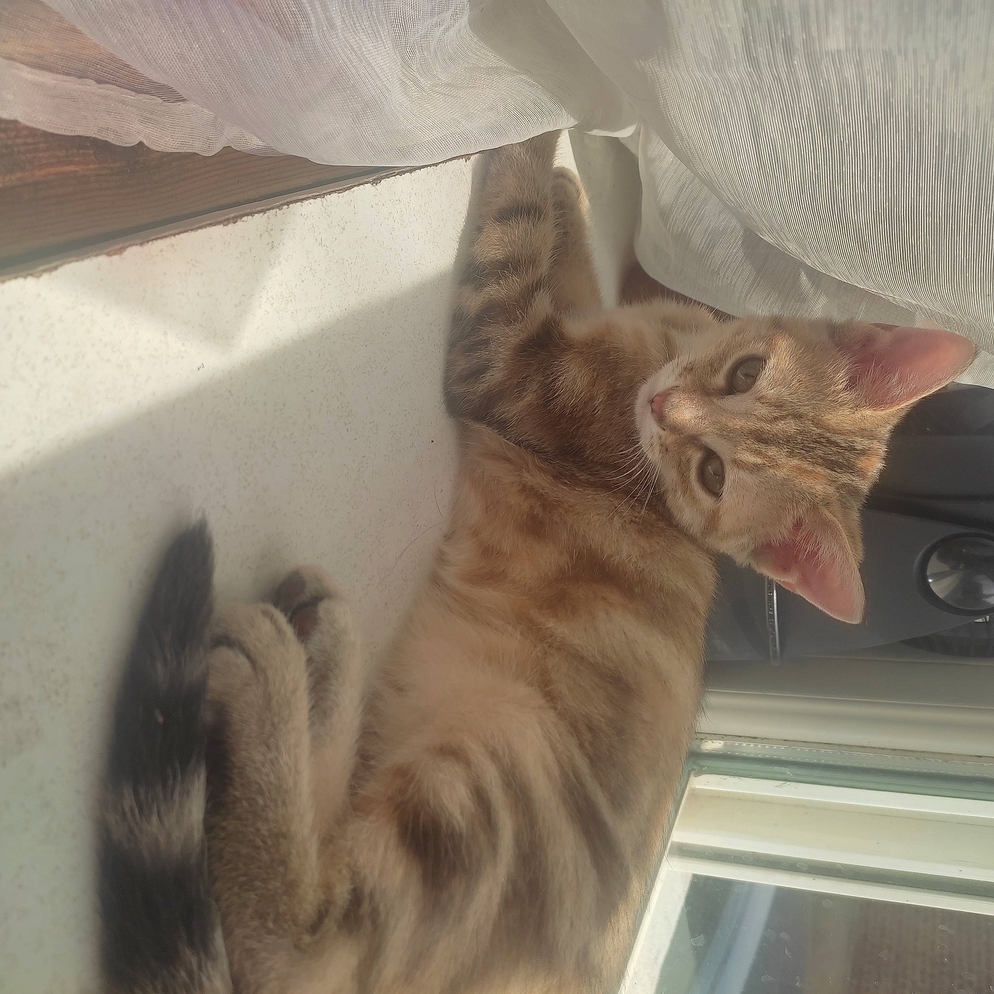 Shiva a rejoint le concours — aidez-le/la à gagner de superbes lots ! carnivore, cat, claw, comfort, domestic_short_haired_cat, fawn, felidae, fur, gesture, paw, small_to_medium_sized_cats, snout, tail, tire, whiskers, window, wood