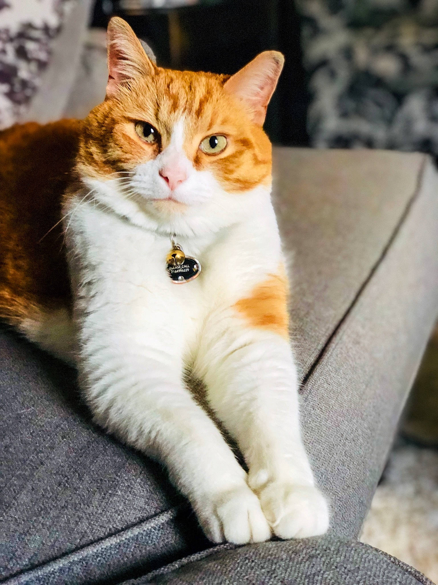 Owen joined the competition — help win amazing prizes! aegean_cat, american_wirehair, arabian_mau, asian, carnivore, cat, domestic_short_haired_cat, european_shorthair, fawn, felidae, kitten, mammal, paw, polydactyl_cat, sitting, small_to_medium_sized_cats, tabby_cat, whiskers