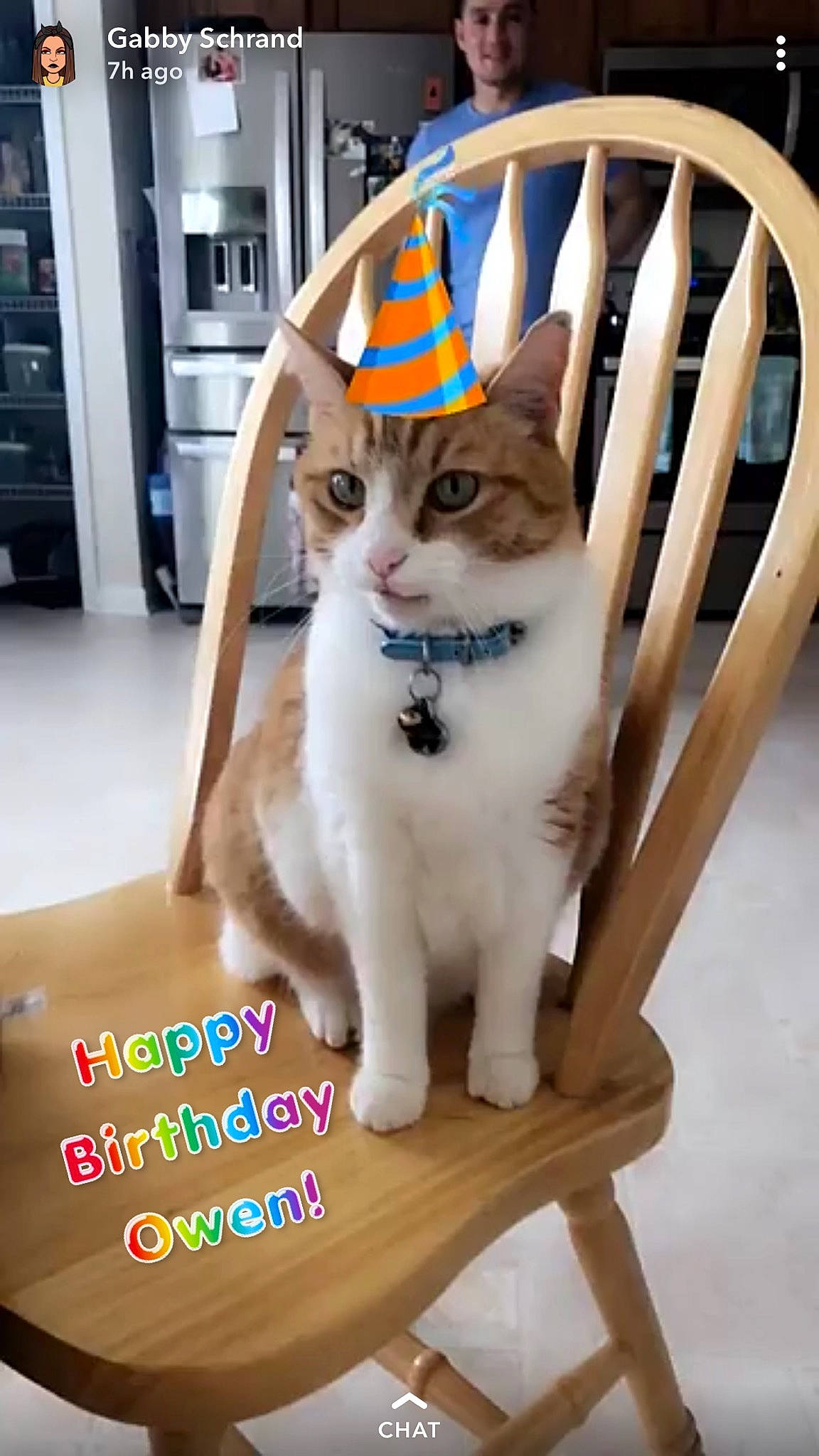 Owen joined the competition — help win amazing prizes! aegean_cat, american_wirehair, asian, carnivore, cat, chair, domestic_short_haired_cat, european_shorthair, fawn, felidae, kitten, mammal, photo_caption, polydactyl_cat, small_to_medium_sized_cats, tail, whiskers