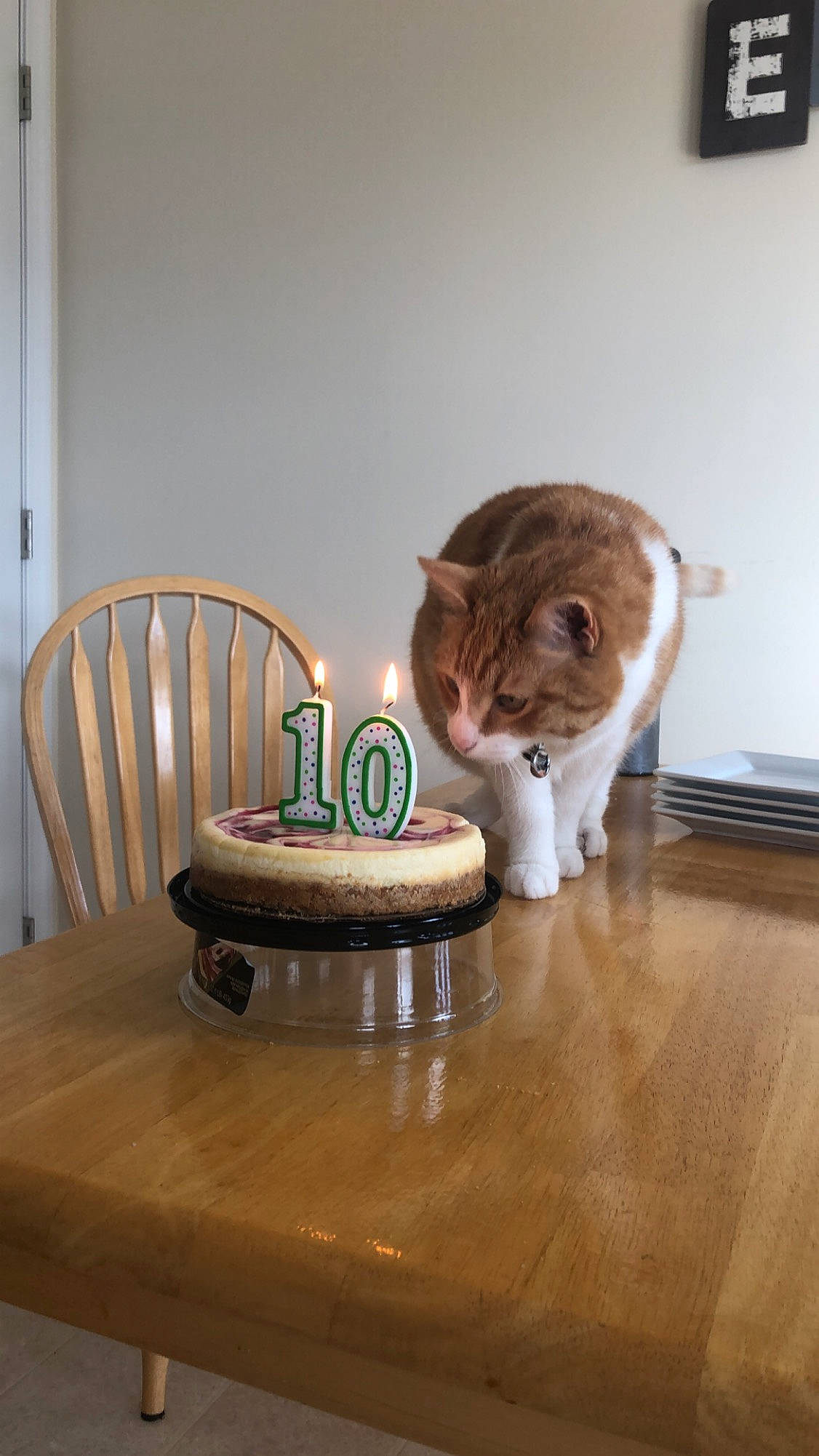 Owen joined the competition — help win amazing prizes! carnivore, cat, domestic_short_haired_cat, european_shorthair, fawn, felidae, floor, flooring, hardwood, kitten, room, scottish_fold, small_to_medium_sized_cats, tabby_cat, table, whiskers, wood, wood_flooring