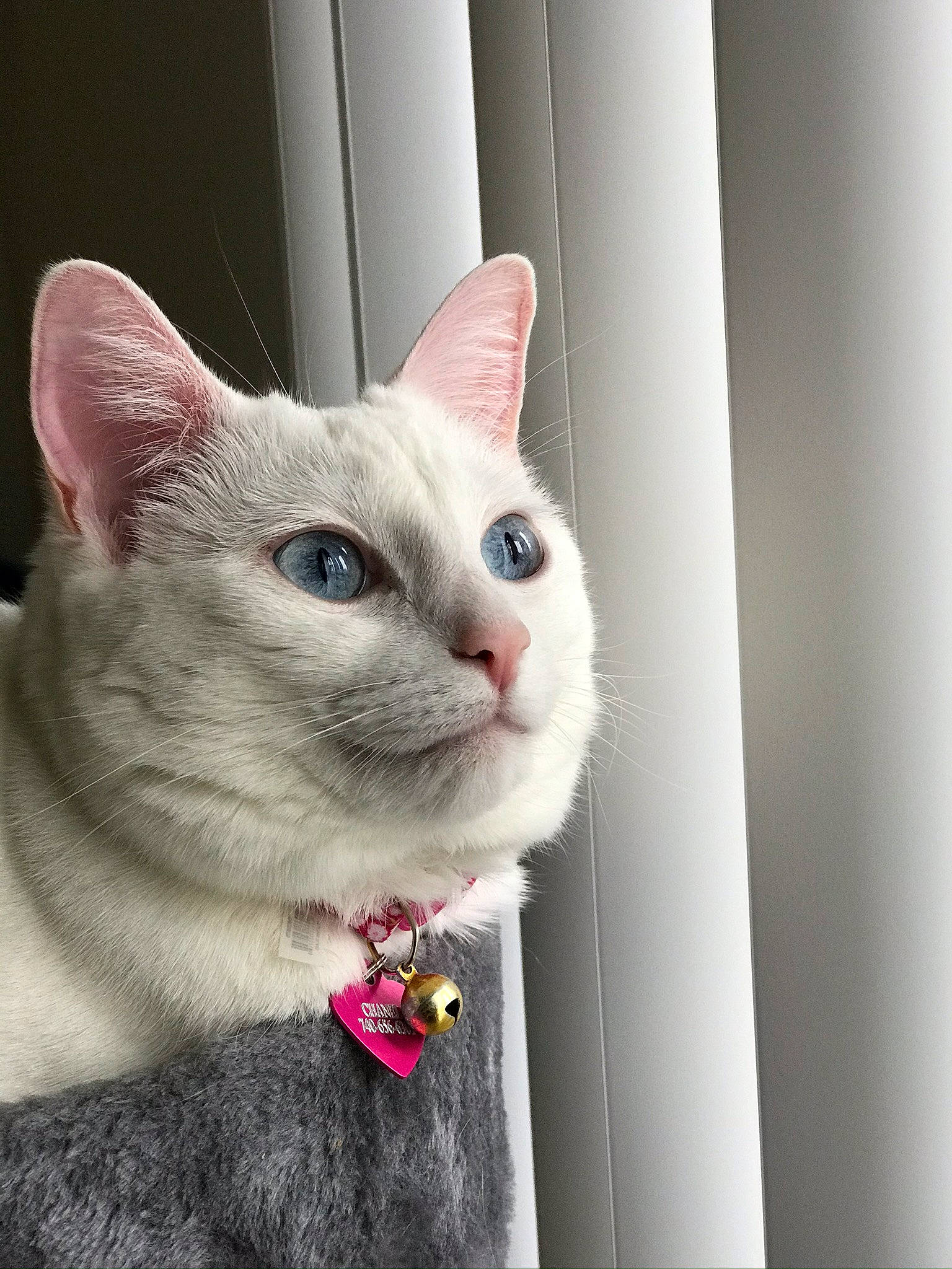 Chanel is registered to the contest to win money with this photo: carnivore, cat, cat_furniture, cat_supply, collar, domestic_short_haired_cat, eye, felidae, fur, paw, pet_supply, small_to_medium_sized_cats, snout, tail, whiskers, window