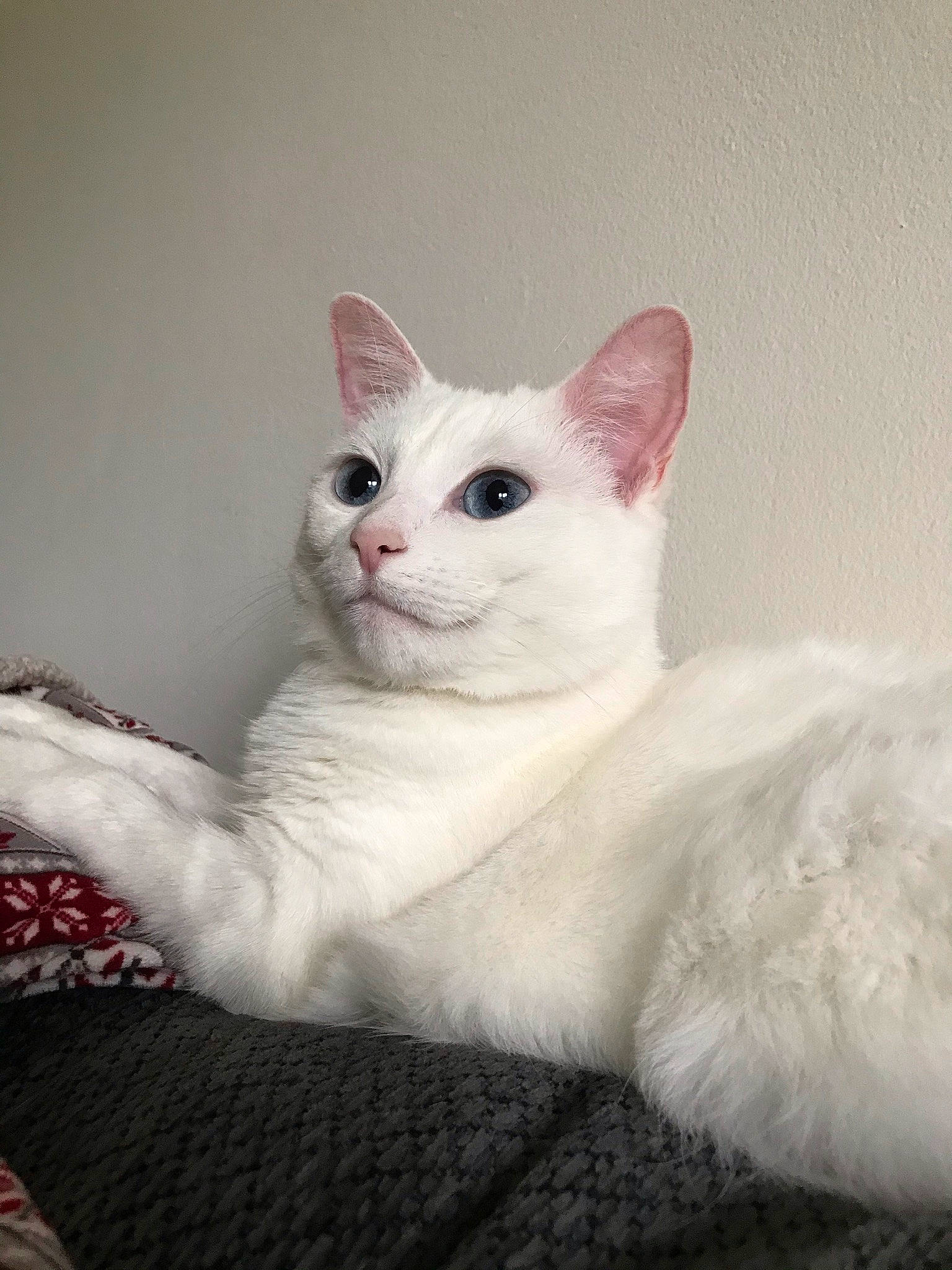 Chanel is registered to the contest to win money with this photo: carnivore, cat, comfort, domestic_short_haired_cat, felidae, fur, paw, small_to_medium_sized_cats, tail, terrestrial_animal, whiskers