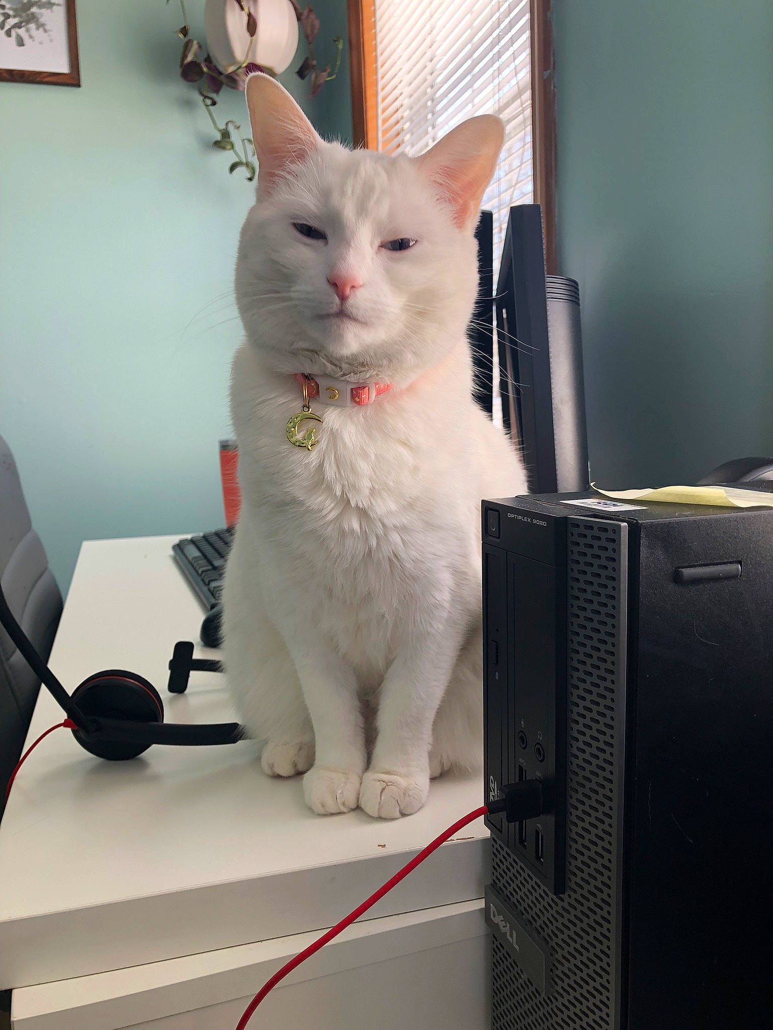 Chanel is registered to the contest to win money with this photo: box, carnivore, cat, domestic_short_haired_cat, felidae, fur, gadget, gas, peripheral, personal_computer, picture_frame, small_to_medium_sized_cats, tail, whiskers