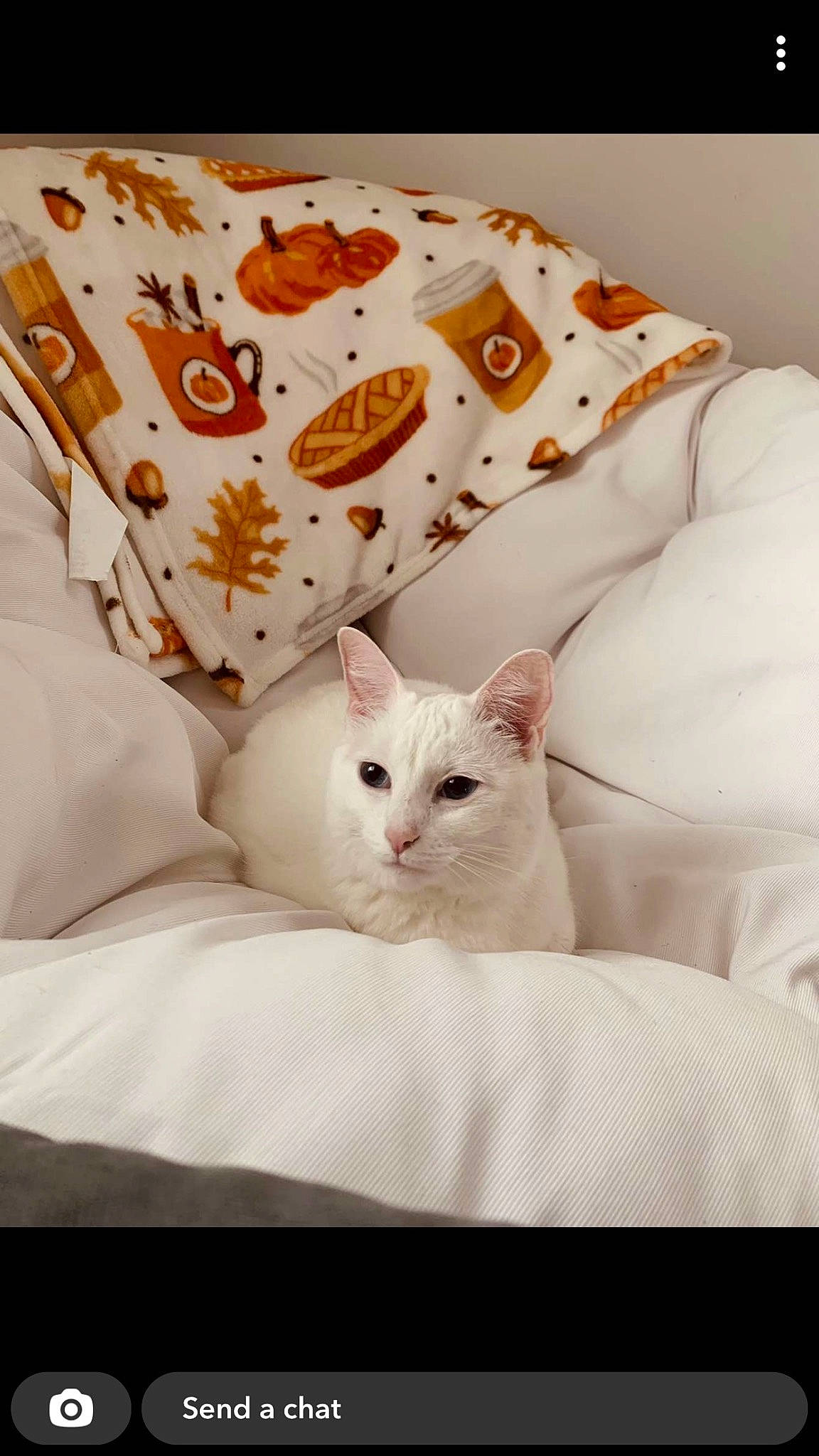 Chanel joined the competition — help win amazing prizes! bed_sheet, bedding, carnivore, cat, comfort, duvet, felidae, fur, home_accessories, linens, pattern, paw, peach, room, small_to_medium_sized_cats, tail, textile, whiskers