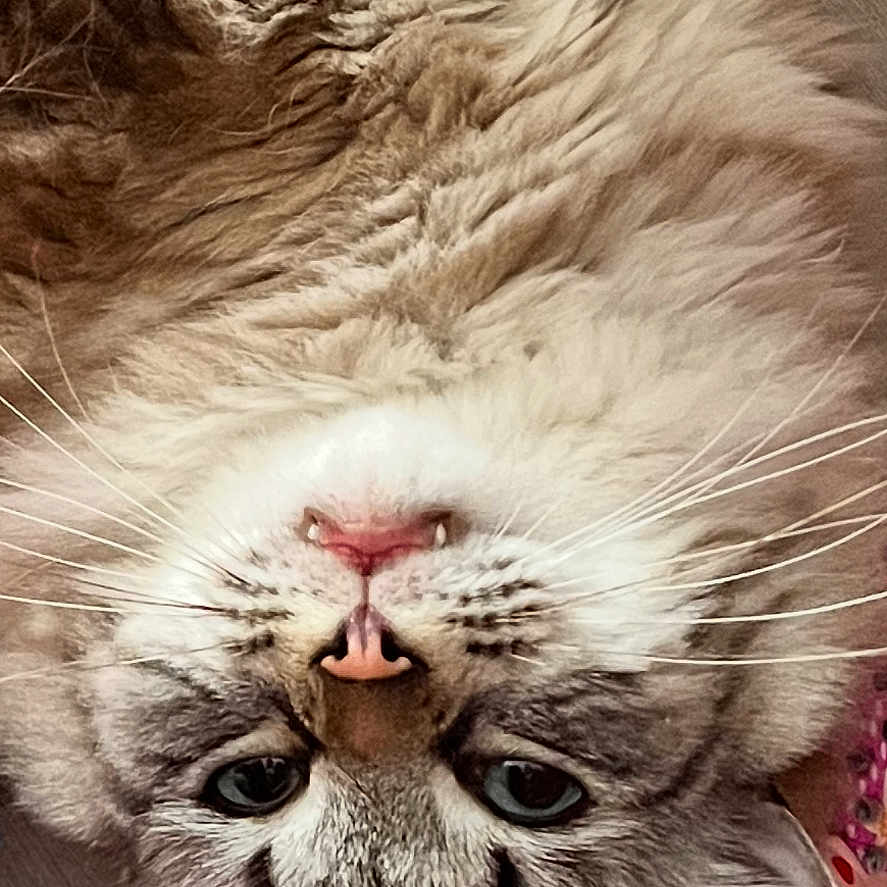 Titi a rejoint le concours — aidez-le/la à gagner de superbes lots ! abyssinian, angora, animal, bodypart, cat, couch, face, furniture, head, kitten, manx, mouth, person, pet, photography, portrait, siamese, sleeping, tongue, wood