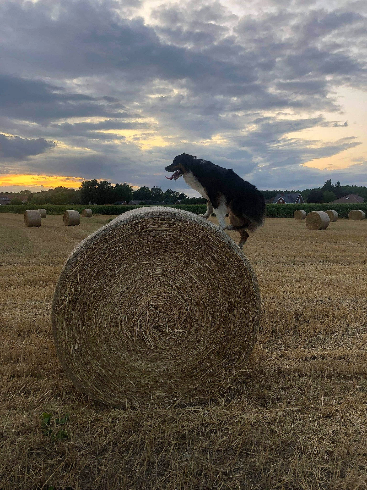 Baymax a rejoint le concours — aidez-le/la à gagner de superbes lots ! agriculture, evening, farm, field, grass_family, grassland, harvest, hay, horse, mare, meteorological_phenomenon, pack_animal, pasture, plain, prairie, rural_area, stallion, straw, sunlight, working_animal