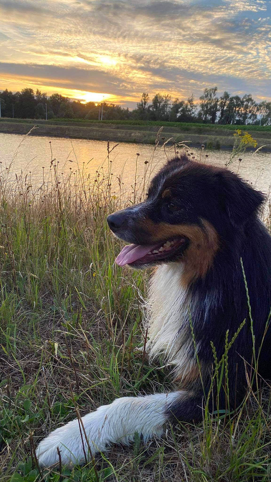 Baymax a rejoint le concours — aidez-le/la à gagner de superbes lots ! carnivore, collie, companion_dog, dog, dog_breed, dusk, evening, grass, grass_family, herding_dog, marsh, shetland_sheepdog, snout, sporting_group, sunlight, sunrise, sunset, tongue, tooth, wetland