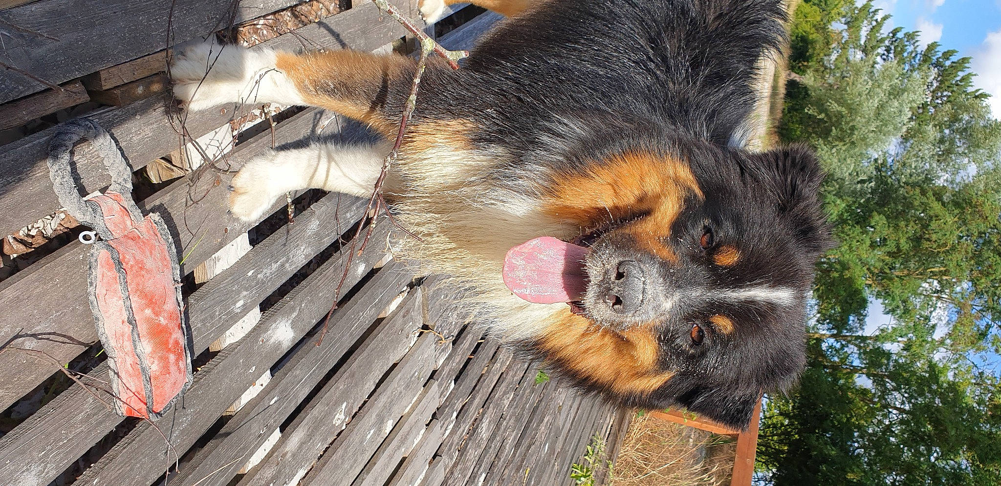 Baymax participe au concours pour gagner de l'argent avec cette photo : canidae, carnivore, companion_dog, dog, dog_breed, fur, herding_dog, natural_material, non_sporting_group, snout, spectacled_bear, sporting_group, tongue, vertebrate, whiskers, working_dog