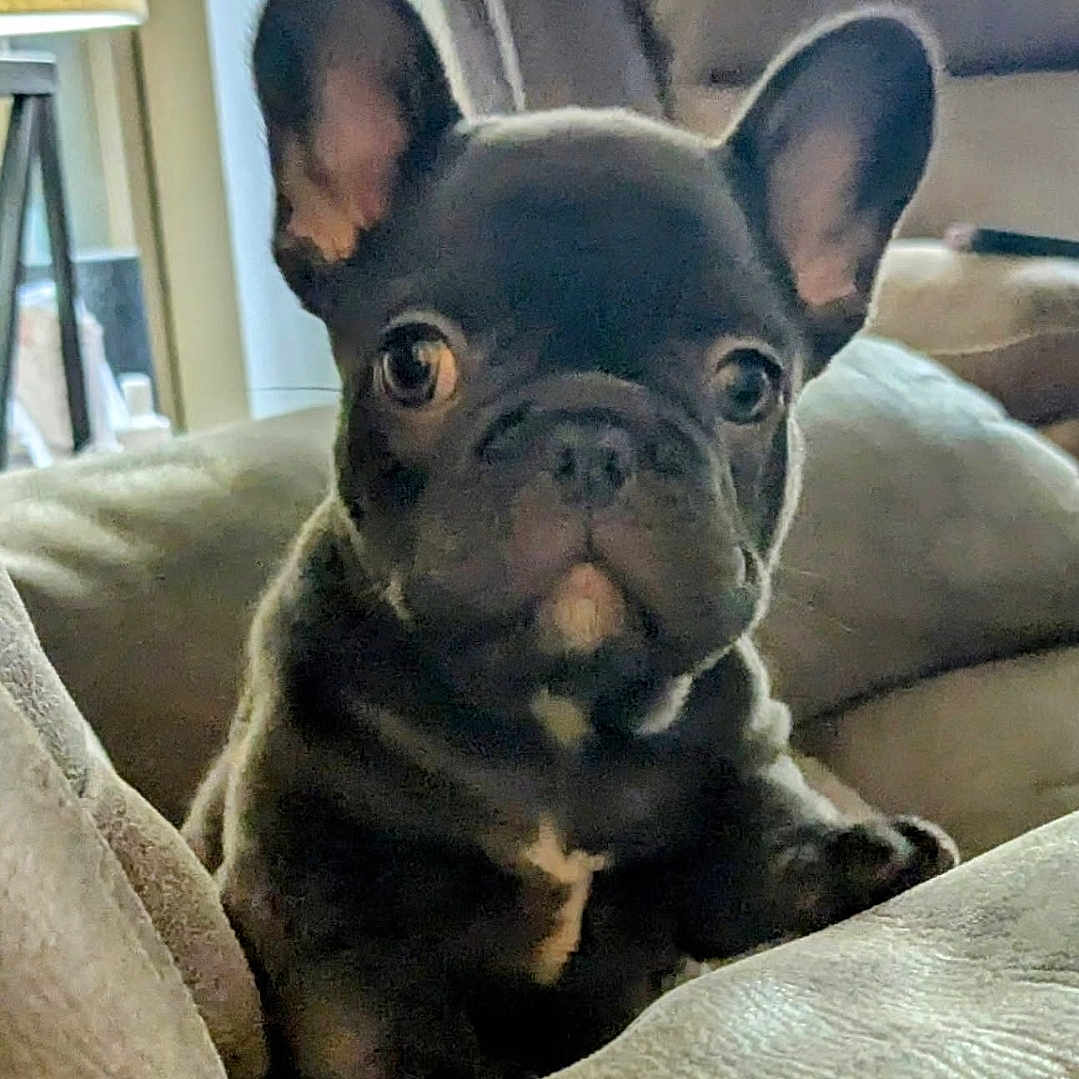 Nova joined the competition — help win amazing prizes! animal, bulldog, canine, dog, frenchbulldog, head, person, pet, pitbull, puppy, snout