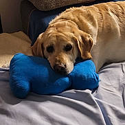 Balou a rejoint le concours — aidez-le/la à gagner de superbes lots ! dog, golden_retriever, bed, blue_pillow, bone_shaped_pillow, cushions, indoor, pet, resting, cozy, blanket, fur, animal, canine, relaxed, comfort, home, sleepy, soft, cute
