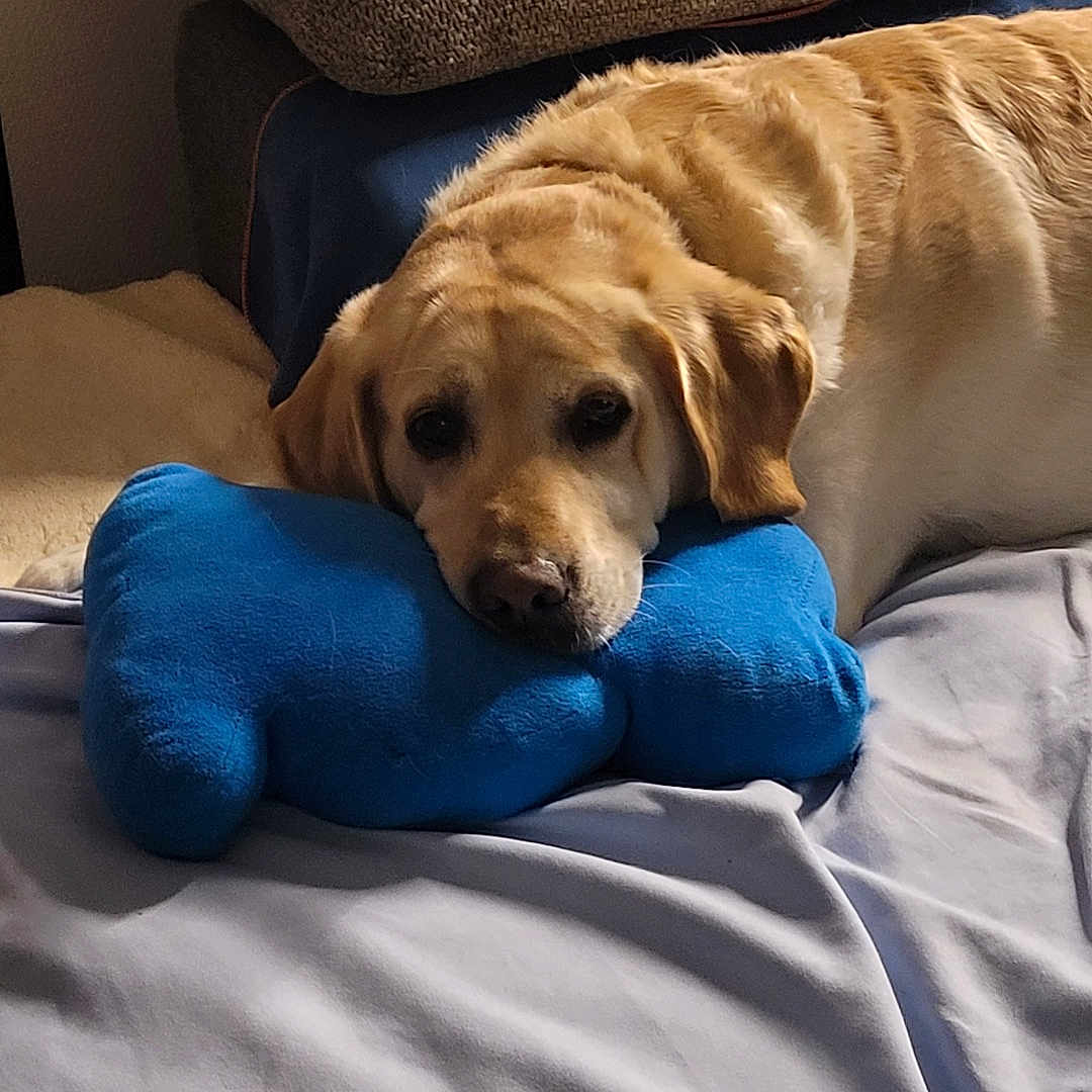 Balou a rejoint le concours — aidez-le/la à gagner de superbes lots ! dog, golden_retriever, bed, blue_pillow, bone_shaped_pillow, cushions, indoor, pet, resting, cozy, blanket, fur, animal, canine, relaxed, comfort, home, sleepy, soft, cute
