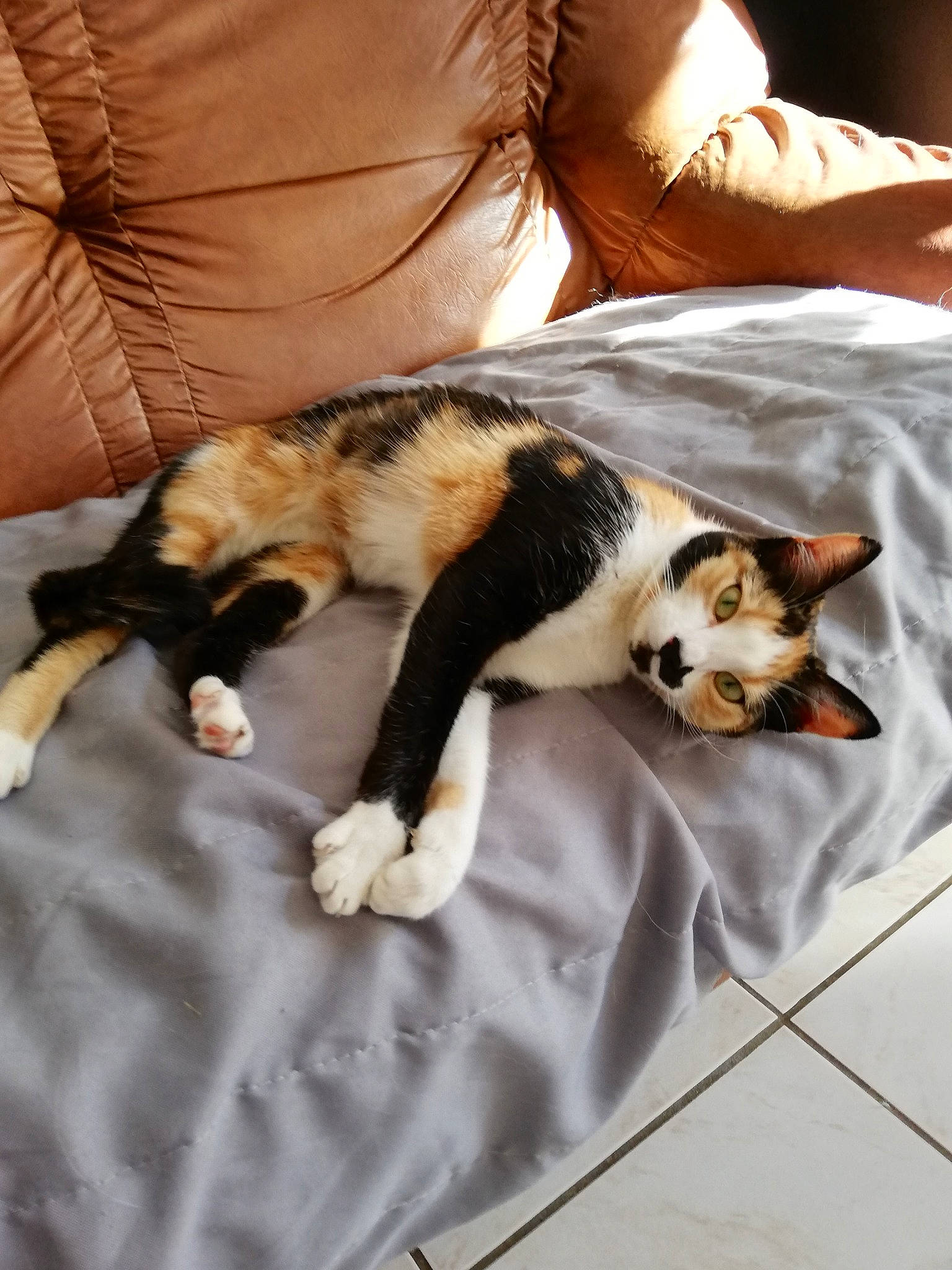 Pitchounette participe au concours pour gagner de l'argent avec cette photo : bed, bedding, carnivore, cat, comfort, companion_dog, couch, domestic_short_haired_cat, felidae, fur, human_leg, lap, linens, mammal, room, small_to_medium_sized_cats, tail, textile, whiskers, wood