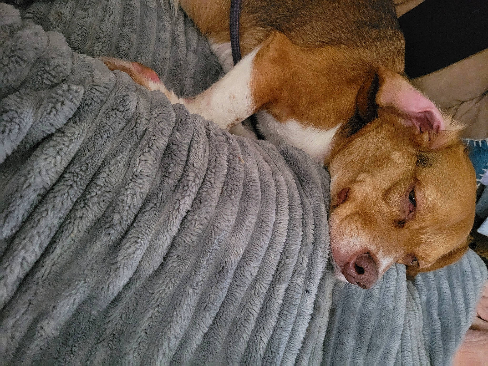 Abby Jean is registered to the contest to win money with this photo: animal_shelter, canidae, carnivore, comfort, companion_dog, dog, dog_breed, fawn, fur, liver, nap, paw, puppy, puppy_love, snout, sporting_group, toy_dog, whiskers, wood, working_animal