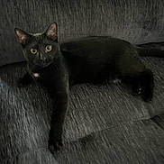 Esme joined the competition — help win amazing prizes! big_eyes, black_cat, black_fur, cat, close_up, couch, curious, furniture, home, indoor, looking_at_camera, lounging, paw, pet, portrait, relaxed, sofa, tail, upholstery, whiskers