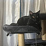 Esme is registered to the contest to win money with this photo: black_cat, cat_tree, cozy, curtain, domestic_animal, feline, furniture, indoor, looking_at_camera, perch, pet, plush, pointy_ears, relaxed, scratching_post, shadow, soft_texture, tail, whiskers, yellow_eyes