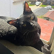 Esme joined the competition — help win amazing prizes! black_cat, cat, feline, window, windowsill, window_screen, sunlight, whiskers, yellow_eyes, pet, indoor, portrait, close_up, fur, looking_up, shadow, roof, house, cozy, domestic