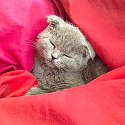 Minti joined the competition — help win amazing prizes! cat, kitten, sleeping, sleepy, gray_fur, folded_ears, closed_eyes, whiskers, nose, muzzle, cute, cozy, blanket, pink, indoors, pet, animal, portrait, close_up, relaxed
