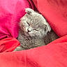 cat, kitten, sleeping, sleepy, gray_fur, folded_ears, closed_eyes, whiskers, nose, muzzle, cute, cozy, blanket, pink, indoors, pet, animal, portrait, close_up, relaxed