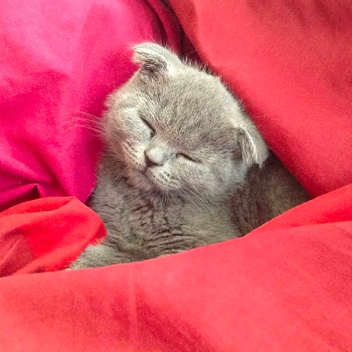 Minti