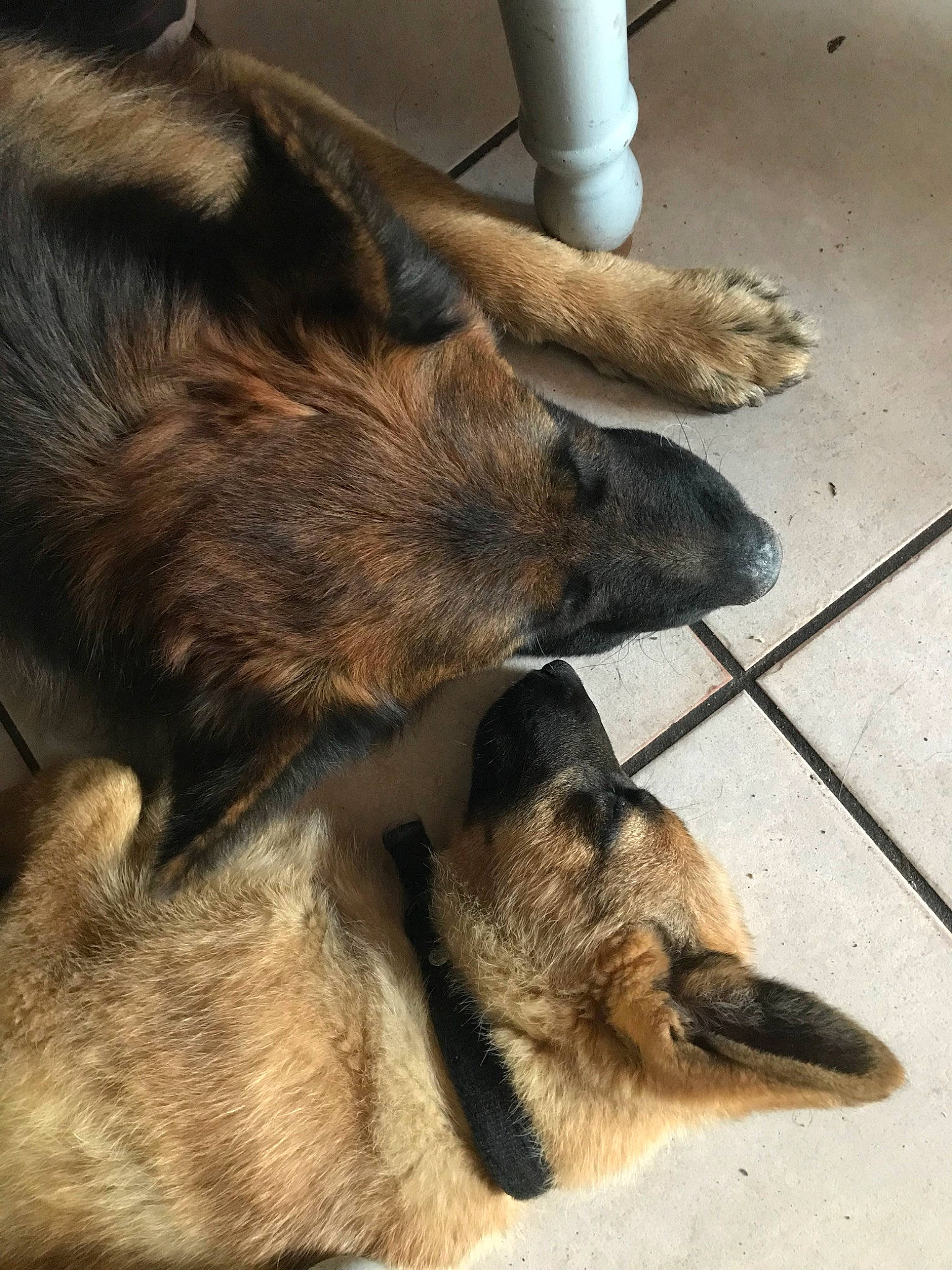 Louna participe au concours pour gagner de l'argent avec cette photo : canidae, carnivore, dog, dog_breed, german_shepherd_dog, kunming_wolfdog, mammal, old_german_shepherd_dog, paw, snout, street_dog, vertebrate, wolfdog