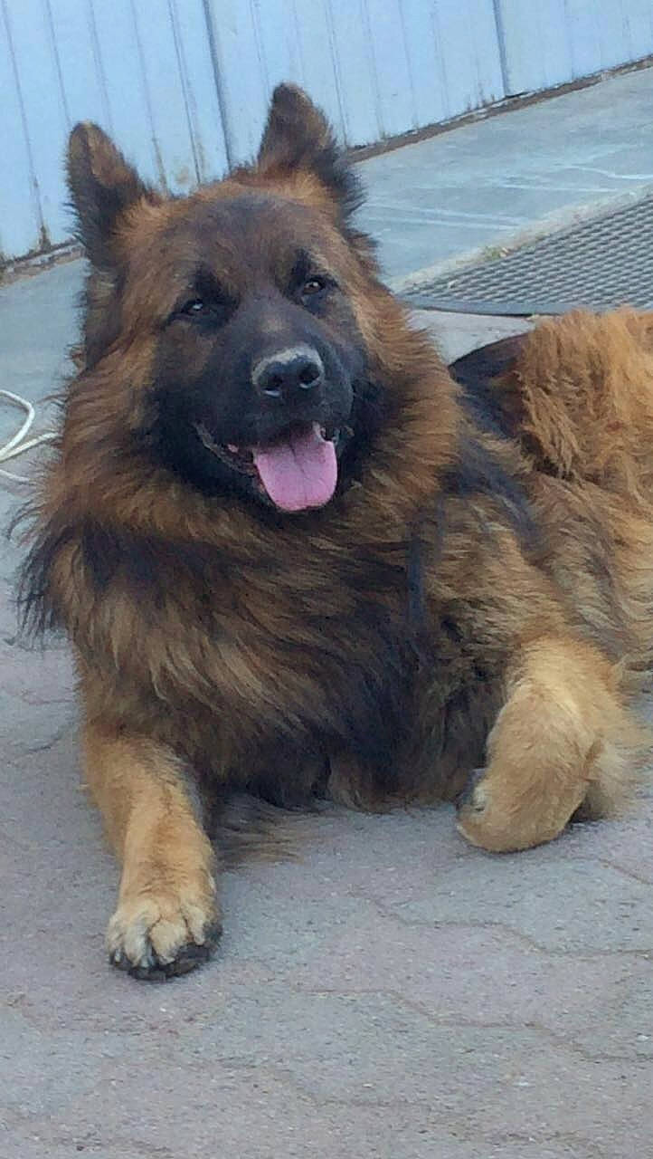 Louna Et Jet participe au concours pour gagner de l'argent avec cette photo : ancient_dog_breeds, bohemian_shepherd, canidae, carnivore, caucasian_shepherd_dog, dog, dog_breed, fawn, king_shepherd, mammal, old_german_shepherd_dog, rare_breed_dog, sporting_group, tervuren, vertebrate