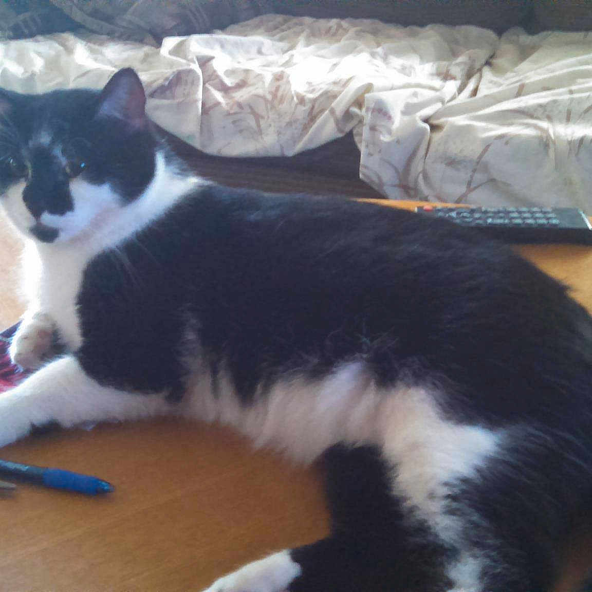 Bugsy E Ragobeer joined the competition — help win amazing prizes!