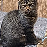 cat, tabby_cat, fluffy, fur, pet, animal, sitting, couch, sofa, blanket, wood_paneling, indoor, portrait, closeup, whiskers, ears, green_eyes, striped_fur, cozy, home