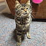 cat, kitten, tabby, fluffy, fur, whiskers, ears, eyes, animal, pet, sitting, toy, pink_toy, playful, indoors, living_room, armchair, carpet, portrait, cute