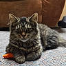 Nova is registered to the contest to win money with this photo: cat, tabby, fluffy, fur, pet, animal, portrait, sitting, lying_down, carpet, rug, couch, indoors, home, orange_toy, whiskers, ears, eyes, striped_fur, relaxed