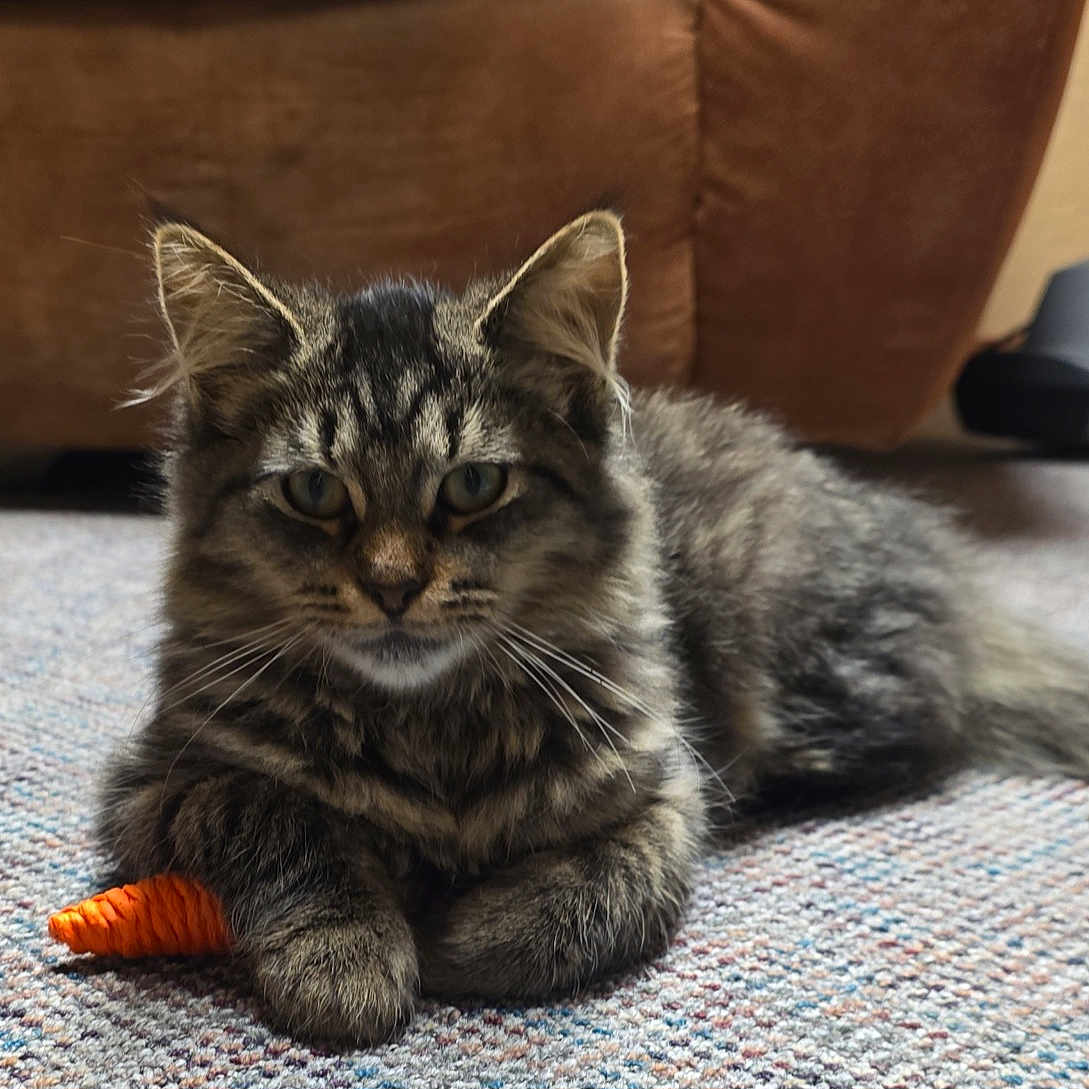 Nova is registered to the contest to win money with this photo: cat, tabby, fluffy, fur, pet, animal, portrait, sitting, lying_down, carpet, rug, couch, indoors, home, orange_toy, whiskers, ears, eyes, striped_fur, relaxed