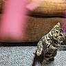Nova is registered to the contest to win money with this photo: cat, kitten, tabby, fluffy, fur, whiskers, eyes, sitting, raised_paw, indoors, living_room, couch, carpet, furniture, portrait, pet, animal, colorful_lighting, playful, cute