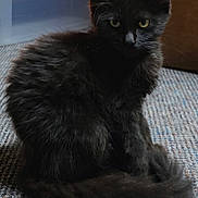 Salem is registered to the contest to win money with this photo: kitten, cat, black_cat, fluffy, long_hair, fur, yellow_eyes, sitting, indoors, carpet, couch, living_room, pet, animal, portrait, close_up, gothic, tail, ears, photography