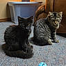 Salem is registered to the contest to win money with this photo: cat, kitten, black_cat, tabby_cat, fluffy, fur, pets, animal, indoors, carpet, living_room, armchair, storage_bin, toy, sitting, looking_at_camera, whiskers, ears, tail, cozy
