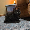 Salem joined the competition — help win amazing prizes! black_cat, kitten, furry, animal, pet, yellow_eyes, sitting, indoors, carpet, armchair, lamp, warm_lighting, home, living_room, long_hair, whiskers, pointed_ears, curious, portrait, cozy