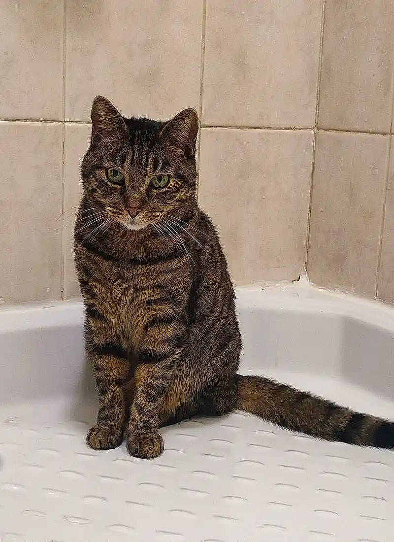 Tiptop a rejoint le concours — aidez-le/la à gagner de superbes lots ! bathtub, carnivore, cat, claw, domestic_short_haired_cat, felidae, flooring, fur, mammal, paw, sitting, small_to_medium_sized_cats, snout, tail, terrestrial_animal, water, whiskers