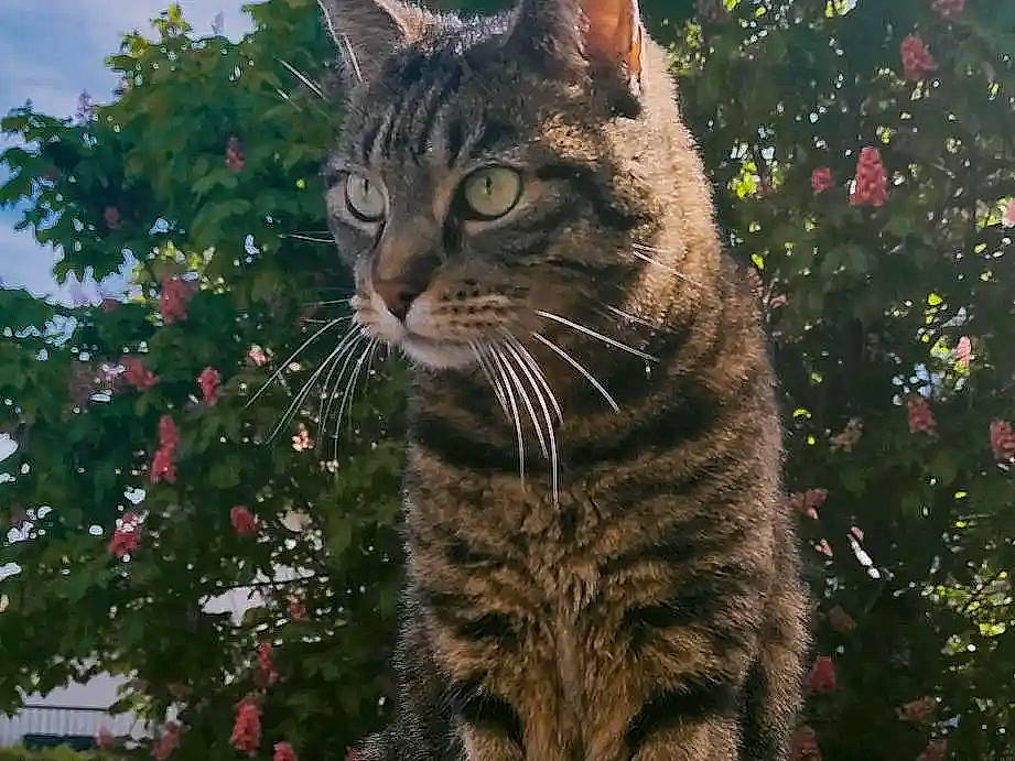 Tiptop a rejoint le concours — aidez-le/la à gagner de superbes lots ! biome, branch, carnivore, cat, christmas_ornament, domestic_short_haired_cat, fawn, felidae, fur, grass, plant, small_to_medium_sized_cats, snout, tail, terrestrial_animal, tree, twig, whiskers, wildlife, woody_plant