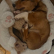 Daisey joined the competition — help win amazing prizes! adorable, animal, brown_dog, companion, cozy, curled_up, cute, dog, fluffy, fur, indoor, kitten, light_kitten, paw_prints, peaceful, pet_bed, resting, sleeping, small_pet, snuggling