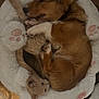 adorable, animal, brown_dog, companion, cozy, curled_up, cute, dog, fluffy, fur, indoor, kitten, light_kitten, paw_prints, peaceful, pet_bed, resting, sleeping, small_pet, snuggling