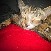 Luna joined the competition — help win amazing prizes! cat, cats, kitten, tabby, sleeping, sleepy, cuddling, cuddle, furry, animal, pet, whiskers, ears, closed_eyes, red_blanket, indoors, cozy, closeup, photography, relaxed
