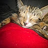 cat, cats, kitten, tabby, sleeping, sleepy, cuddling, cuddle, furry, animal, pet, whiskers, ears, closed_eyes, red_blanket, indoors, cozy, closeup, photography, relaxed